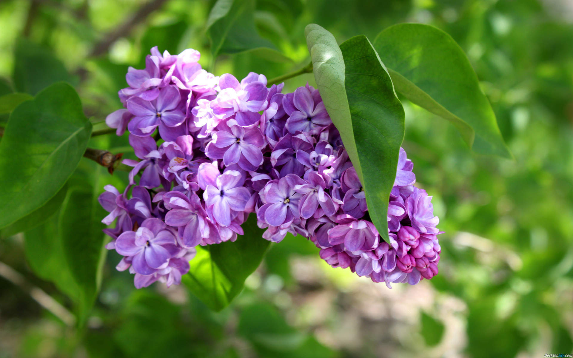 丁香花图片