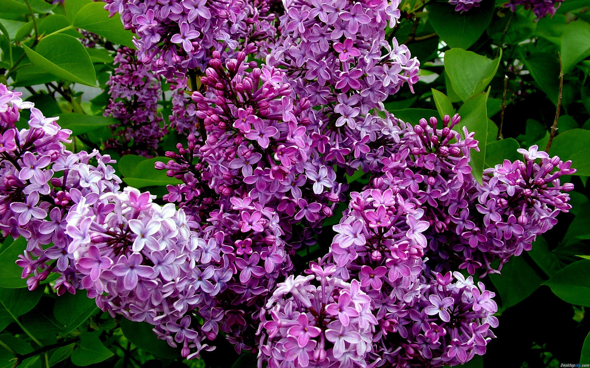 丁香花图片