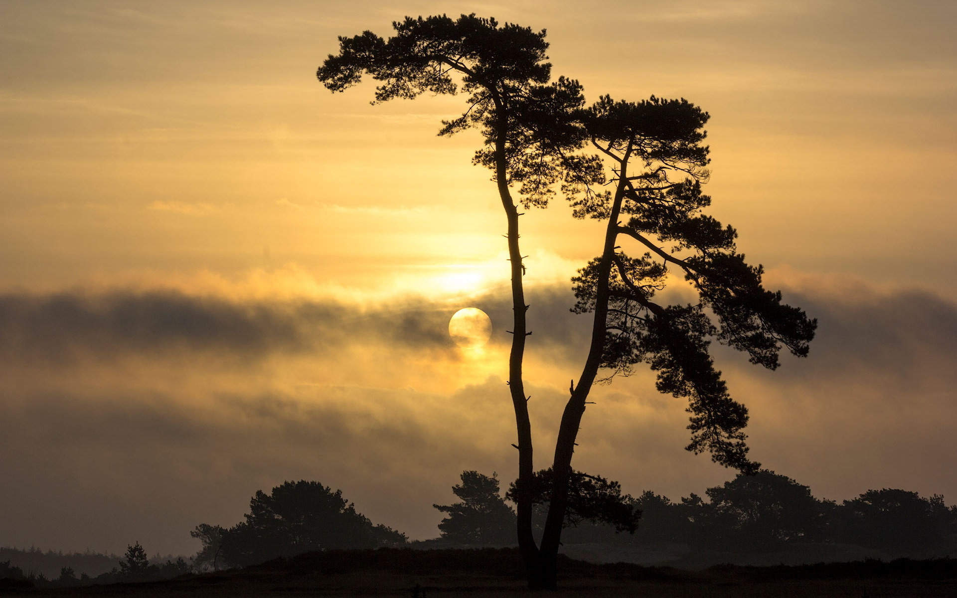千姿百态的树木桌面壁纸第三辑图片