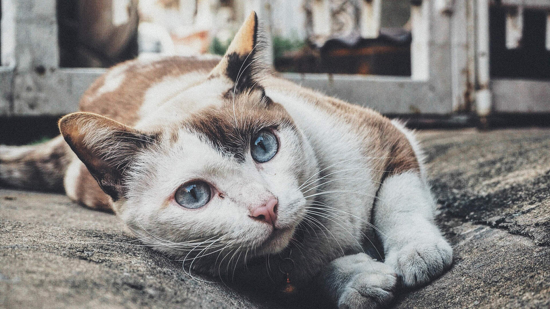 喵星人萌宠猫咪高清电脑桌面壁纸图片