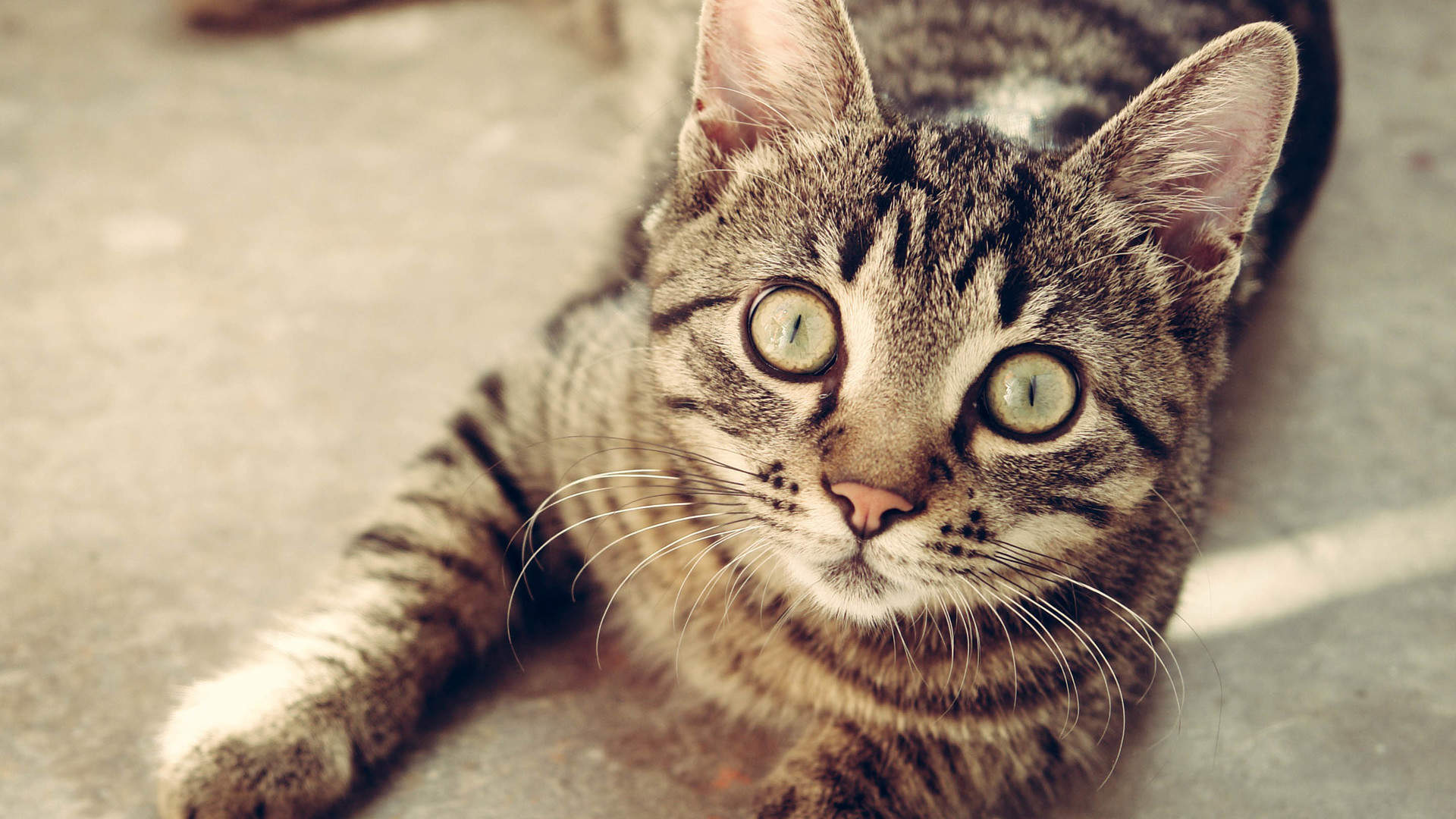 毛茸茸的可爱猫咪图片桌面壁纸图片