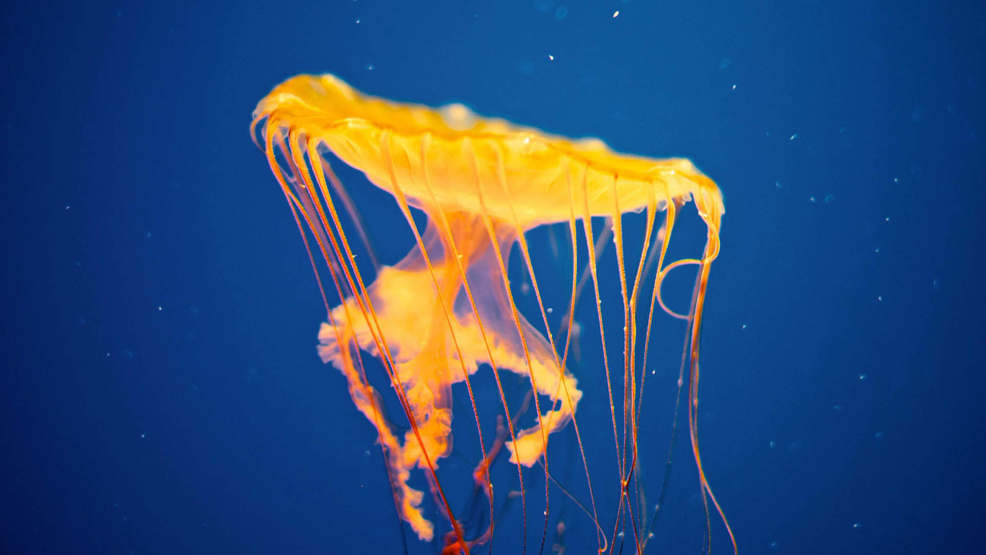 海洋生物图片
