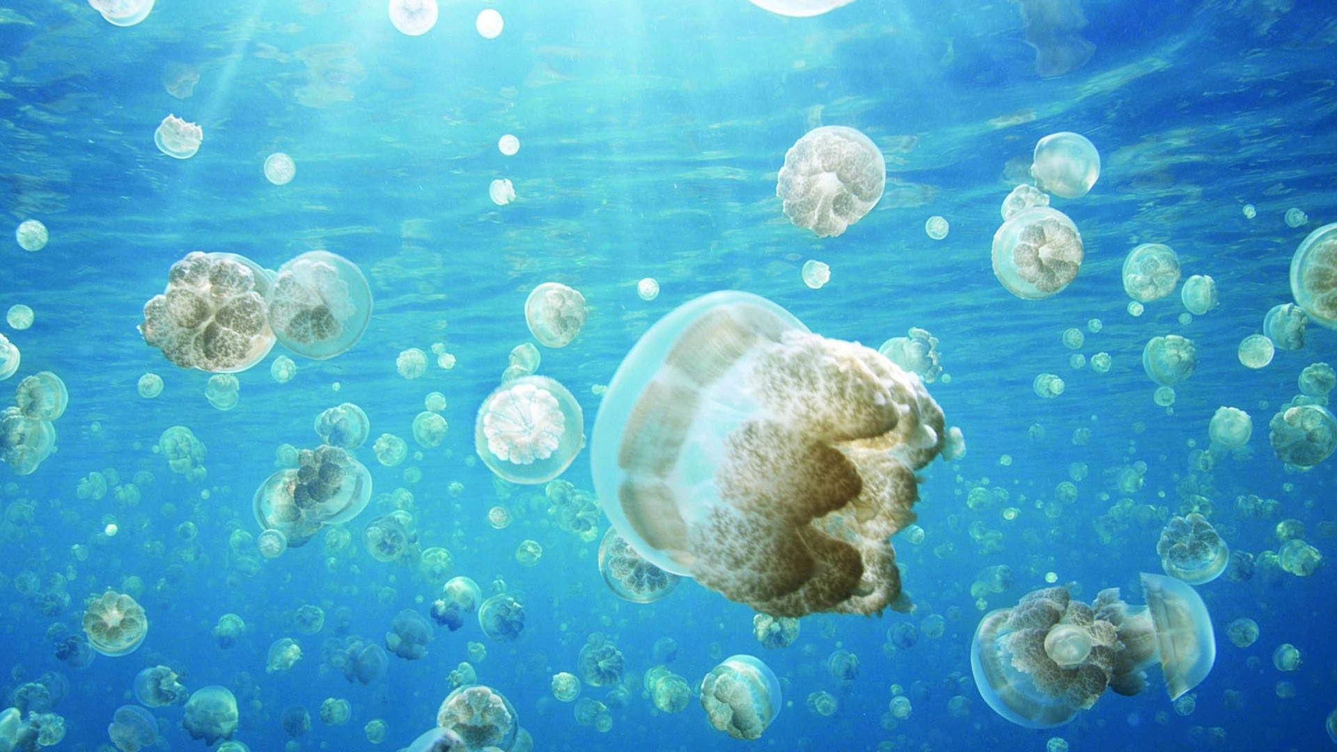 水母：神奇的海洋生物图片图片