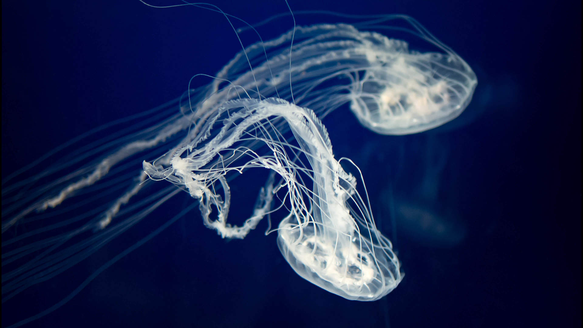 海洋生物图片