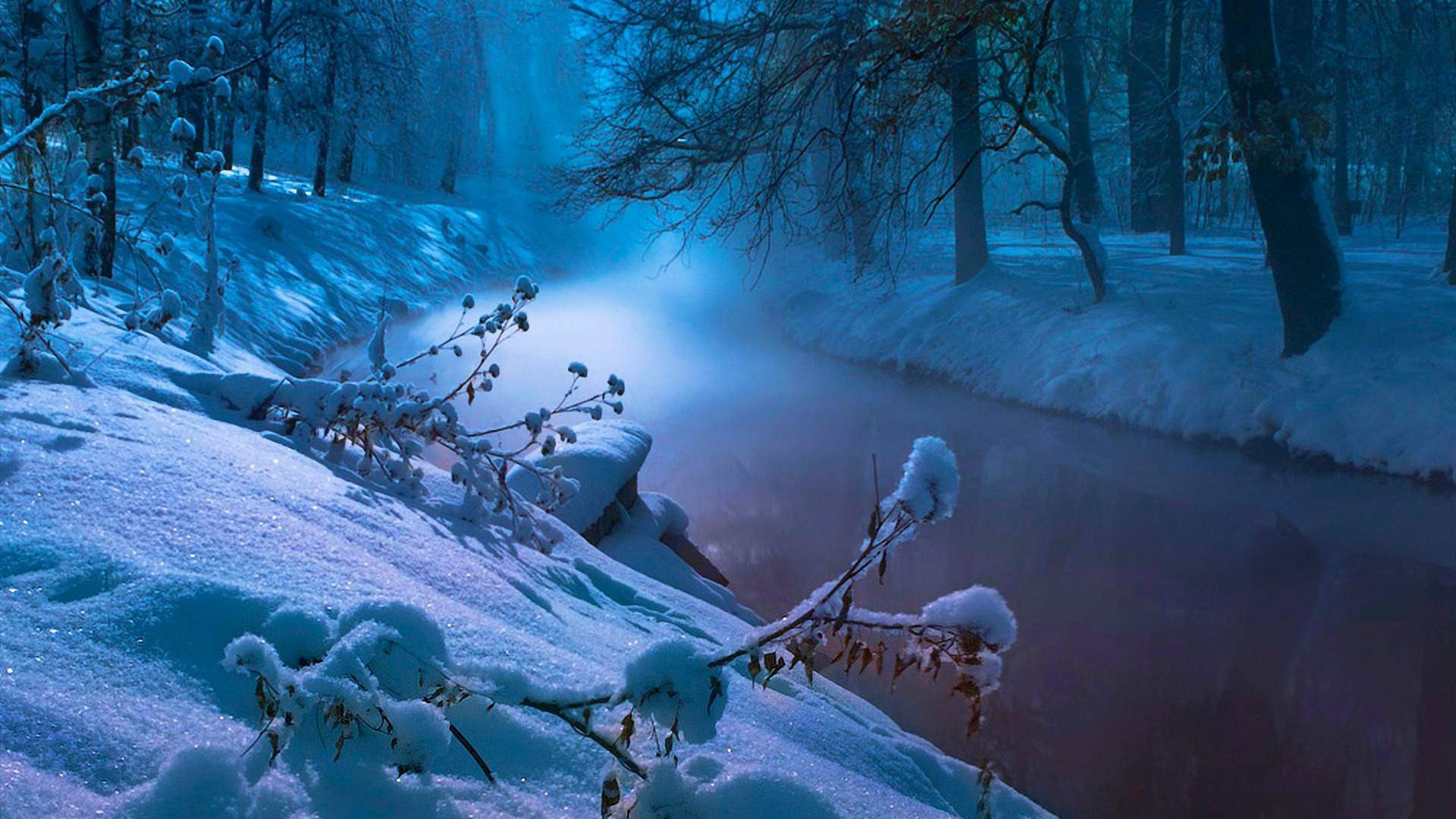 冬天树木森林白雪自然风景精选桌面壁纸图片下载图片