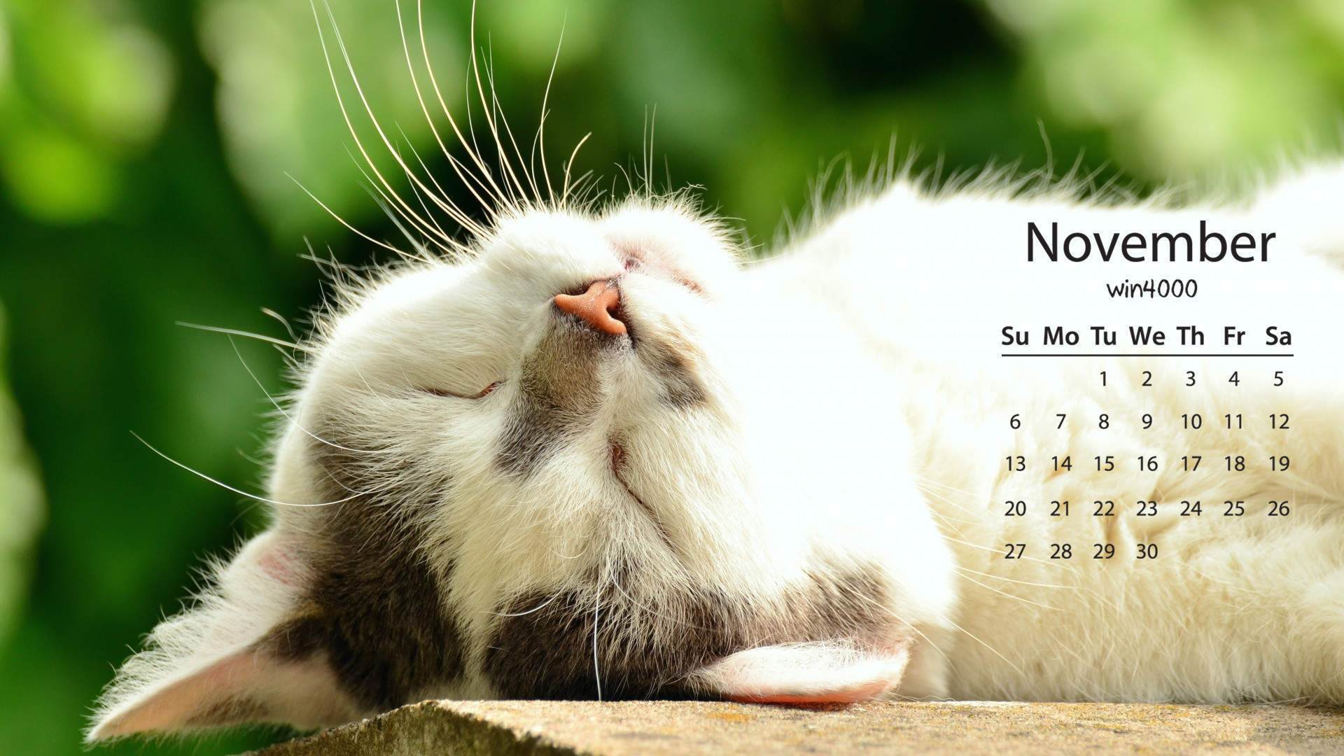 可爱黑猫高清动物图片合集宽屏电脑桌面壁纸下载第一辑图片