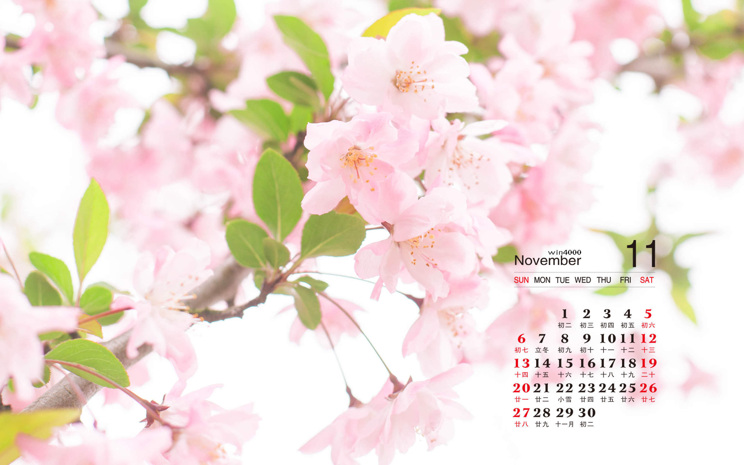 2016年11月日历小清新粉红樱花电脑桌面壁纸图片