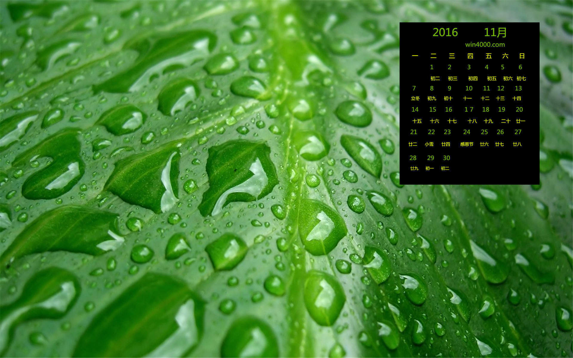 高清2022日历清新绿叶花卉植物高清壁纸大全图片