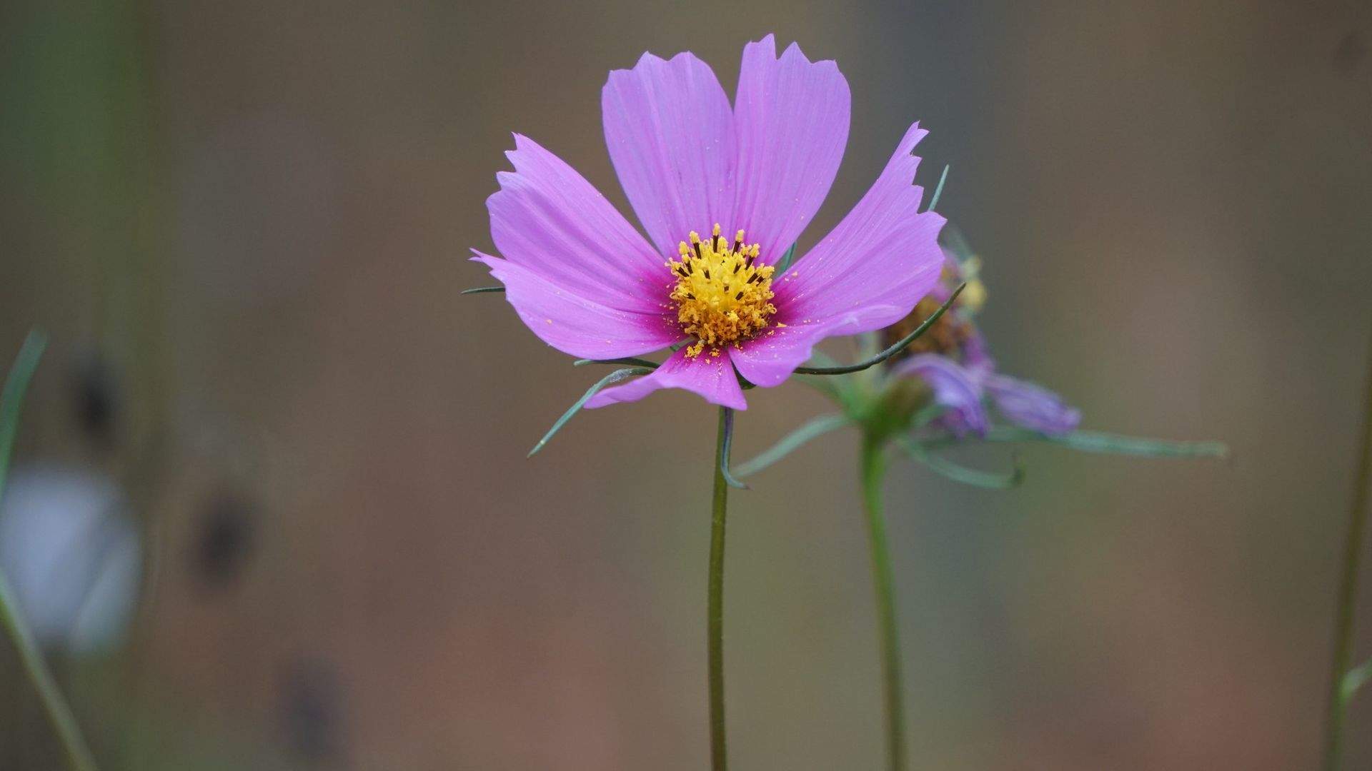 格桑花图片