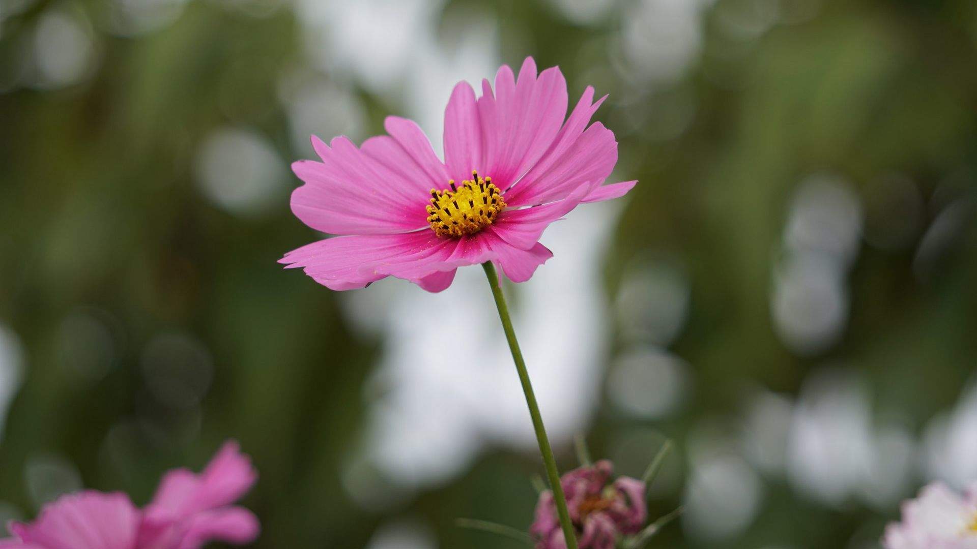 格桑花图片