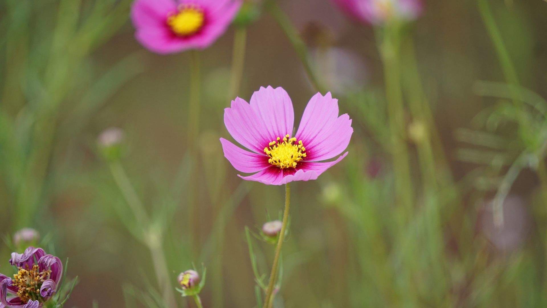 格桑花图片