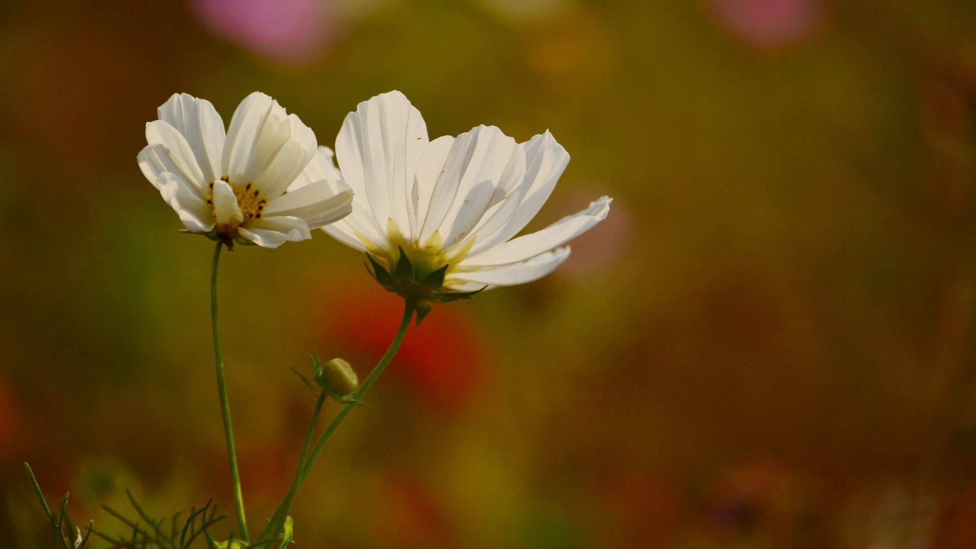 格桑花图片