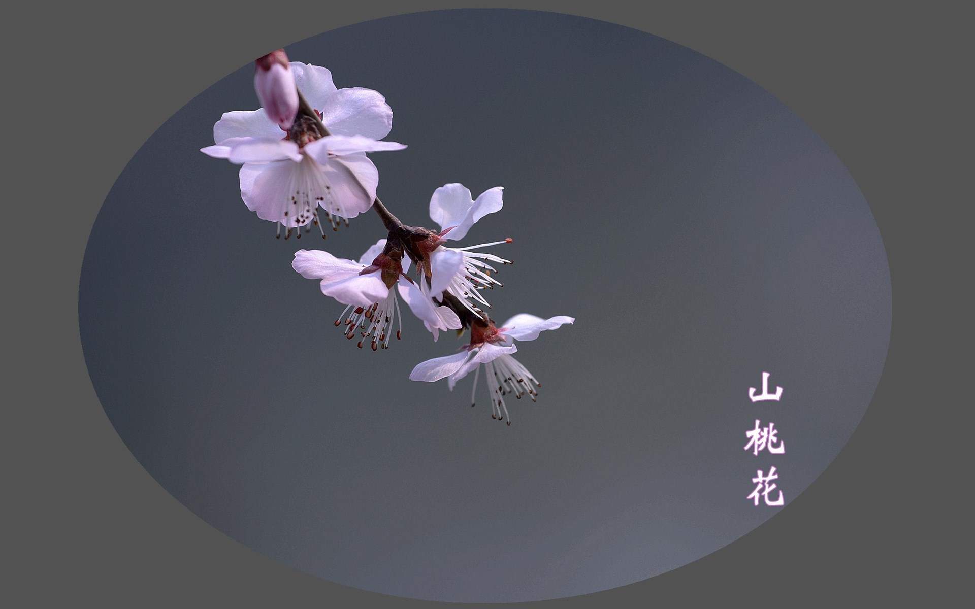 唯美意境风景图片图片