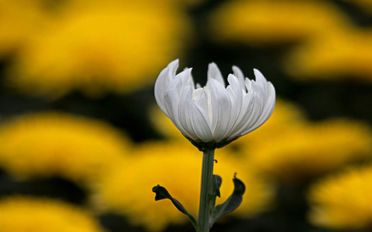 菊花图片