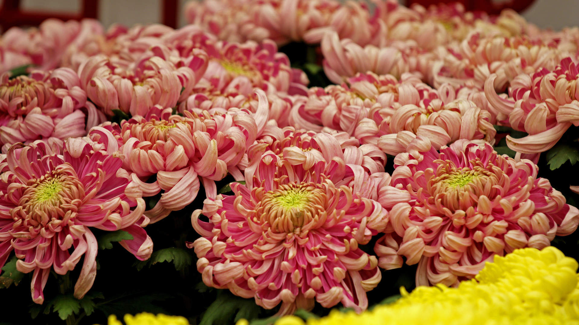菊花图片