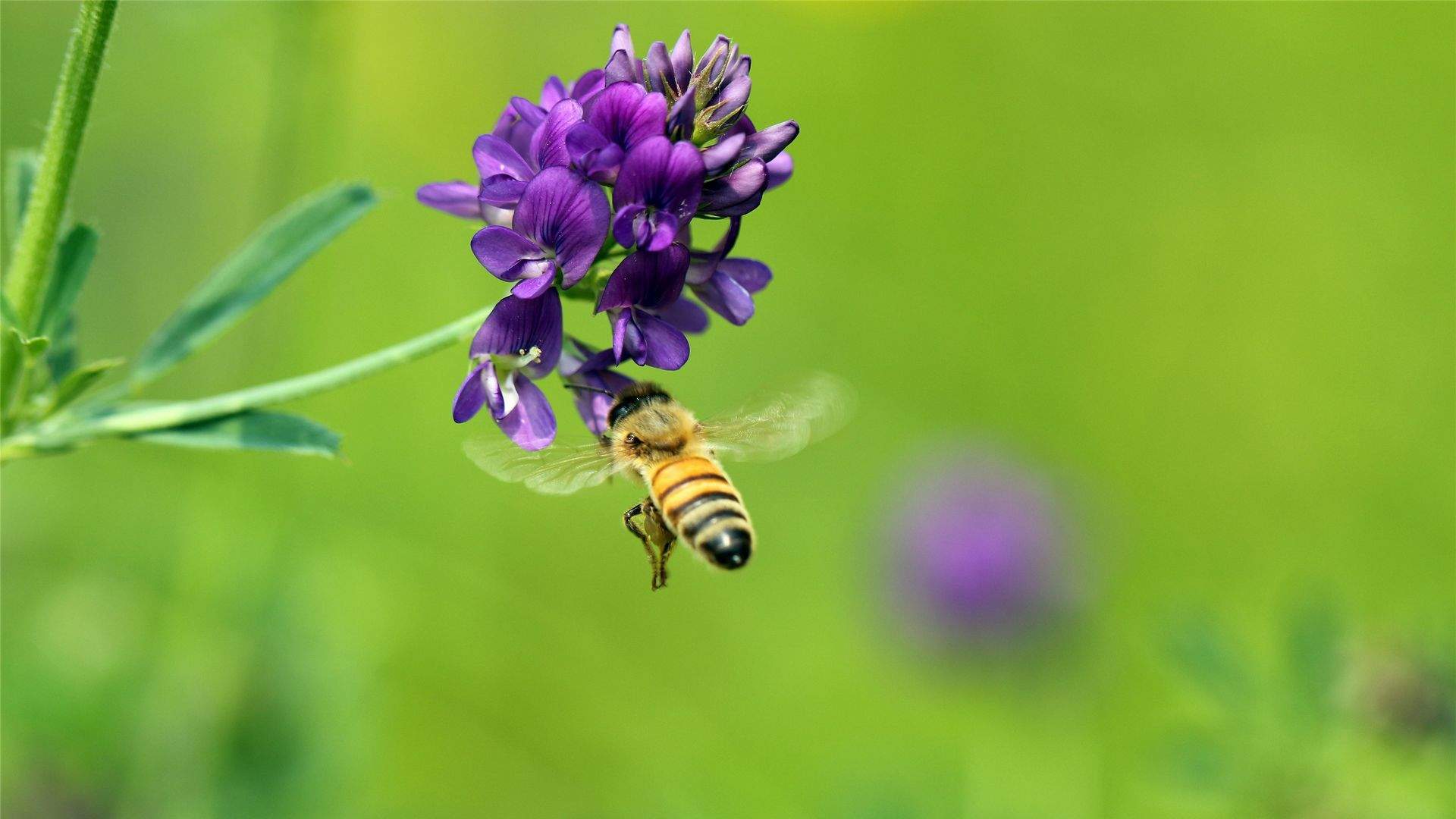 飞行虫类图片