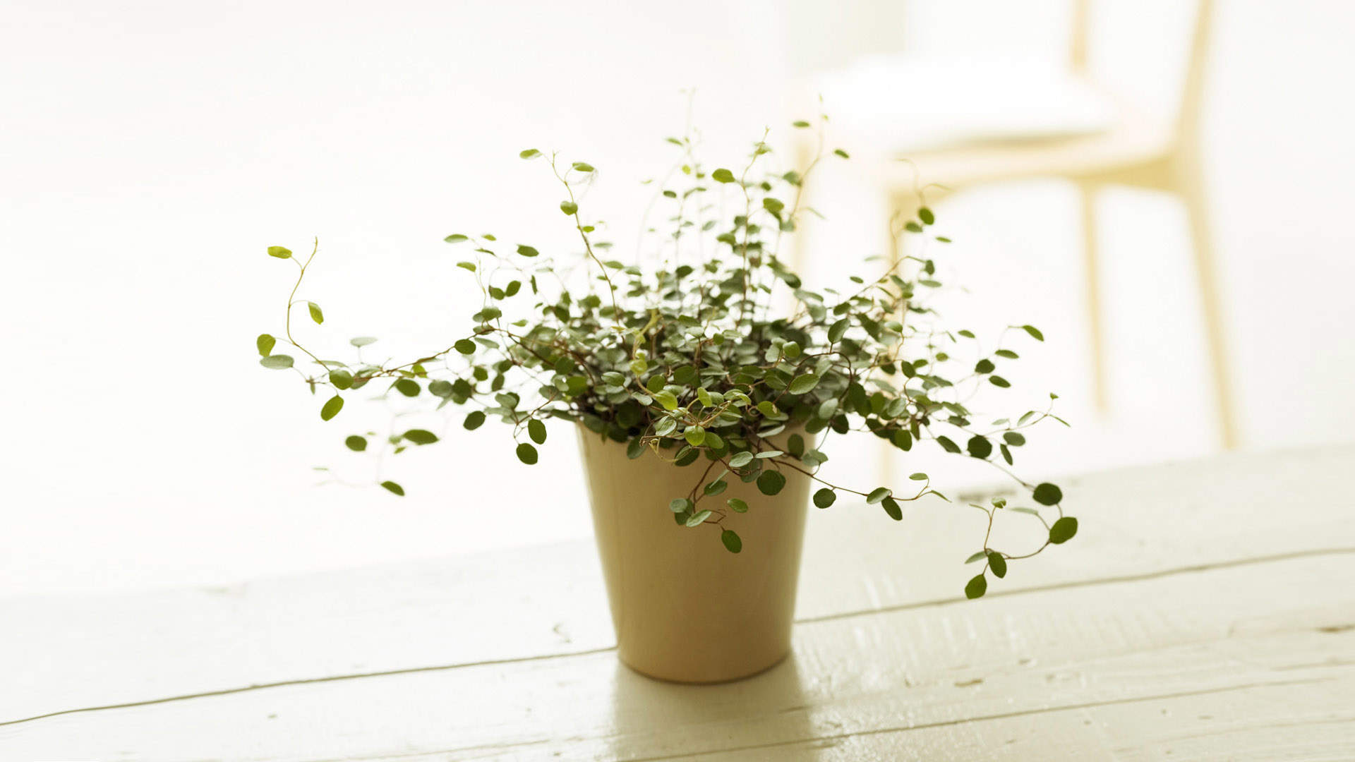 简约小清新植物盆栽高清电脑桌面壁纸图片大全图片