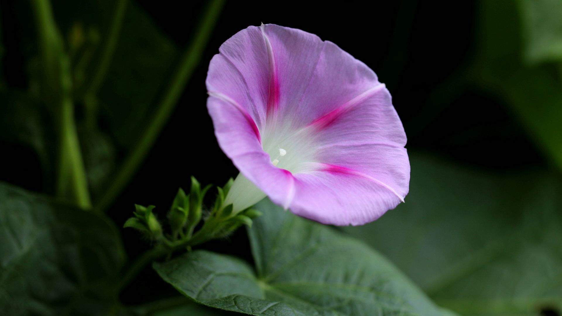 牵牛花图片