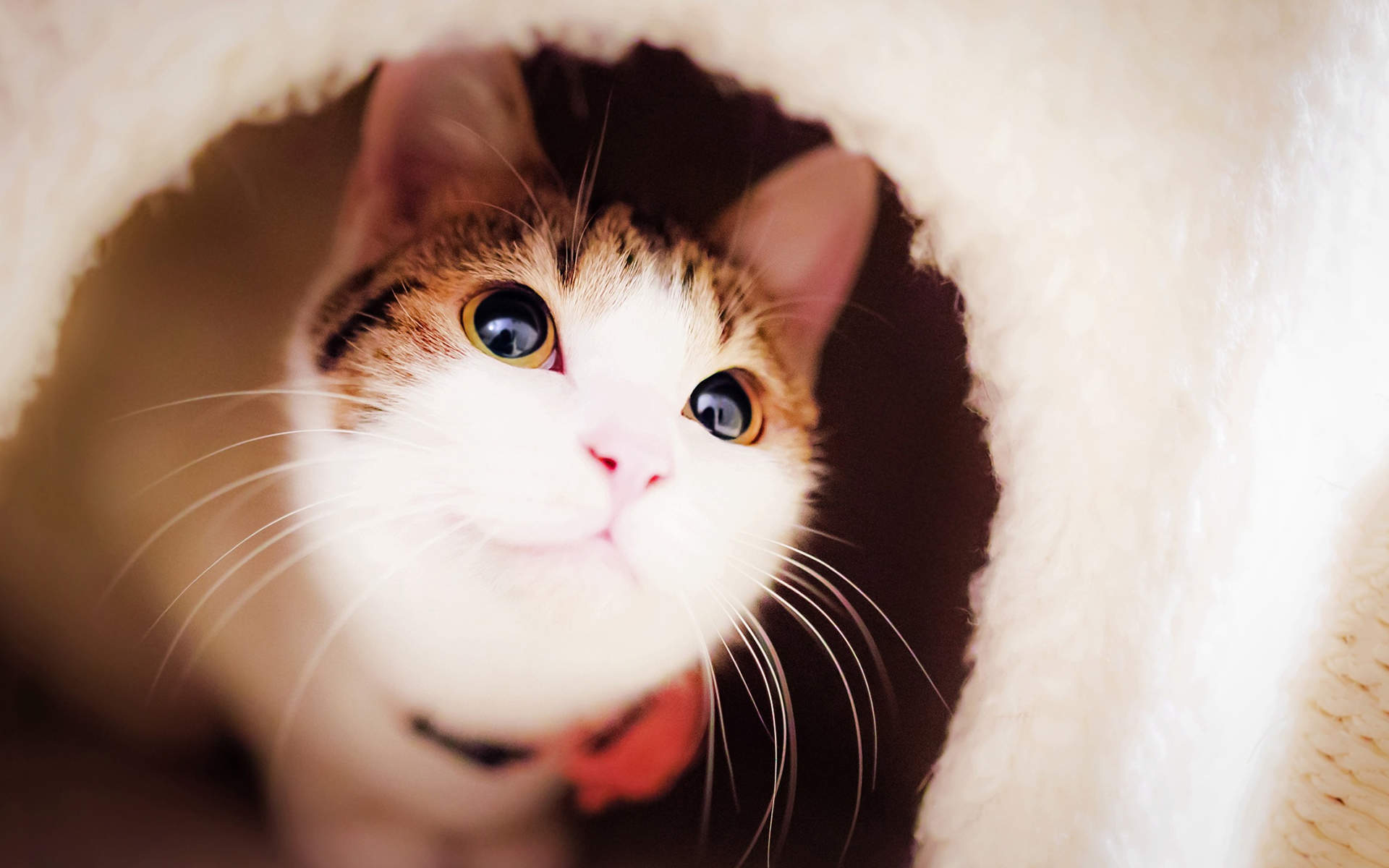 可爱的喵星人灰色苏格兰折耳猫电脑桌面壁纸下载图片
