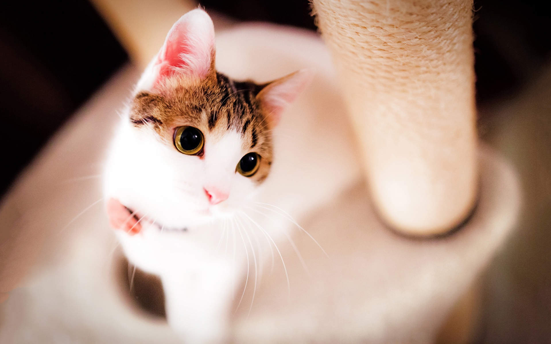 可爱的喵星人灰色苏格兰折耳猫电脑桌面壁纸下载图片