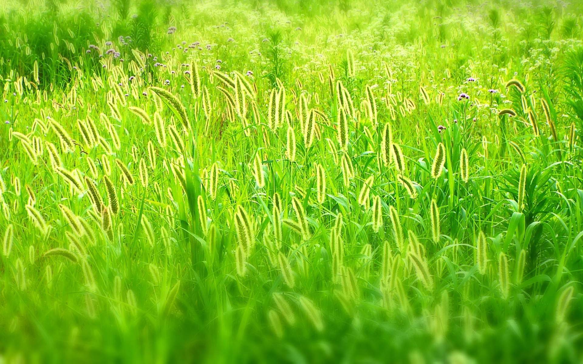 米调生活随拍高清手机壁纸图片