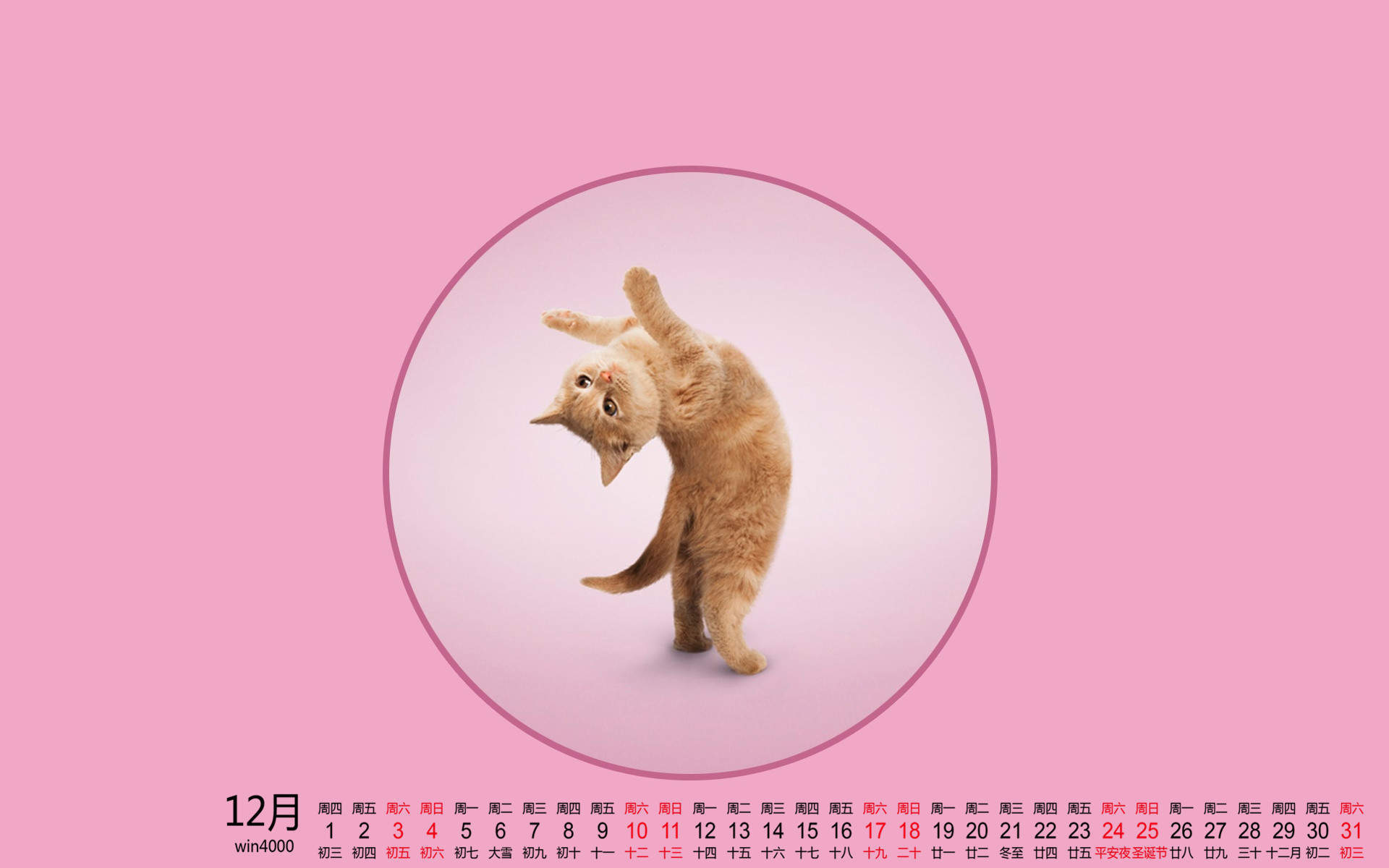 可爱的喵星人灰色苏格兰折耳猫电脑桌面壁纸下载图片