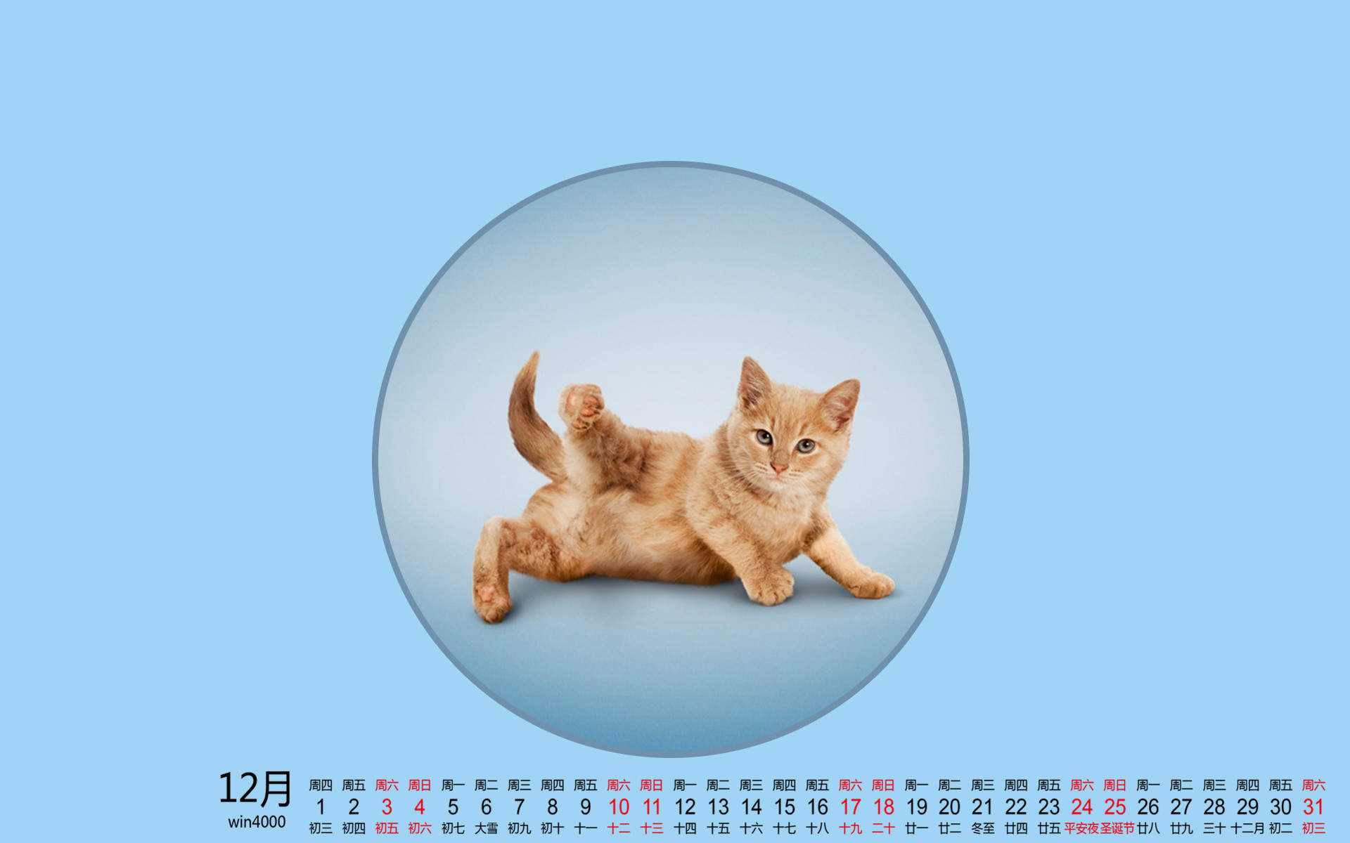 可爱的喵星人灰色苏格兰折耳猫电脑桌面壁纸下载图片