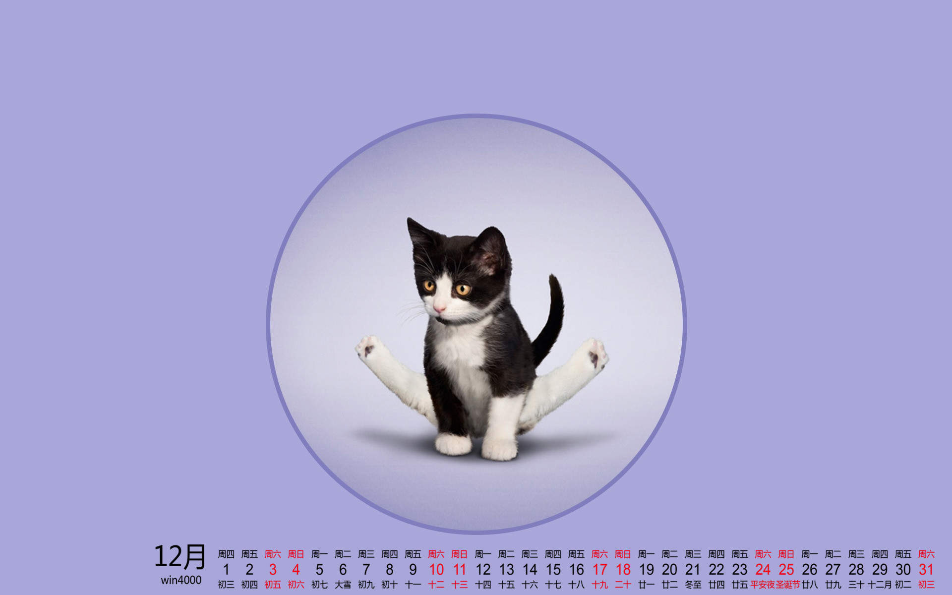 可爱的喵星人灰色苏格兰折耳猫电脑桌面壁纸下载图片