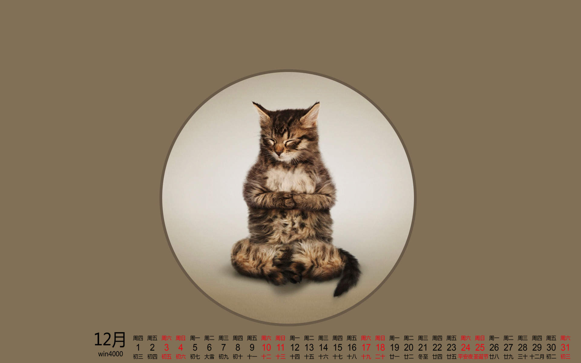 可爱的喵星人灰色苏格兰折耳猫电脑桌面壁纸下载图片
