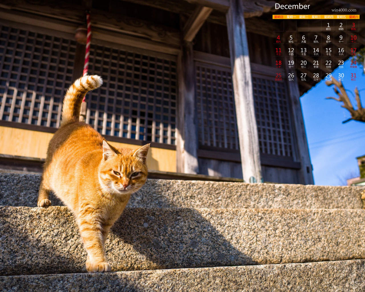 超可爱小猫图片高清手机壁纸图片