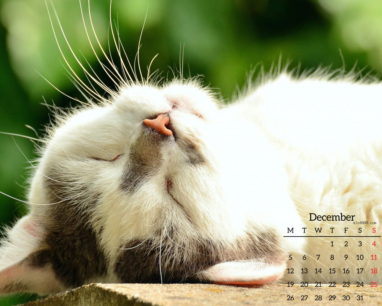 可爱卡通小猫咪高清图片手机壁纸图片