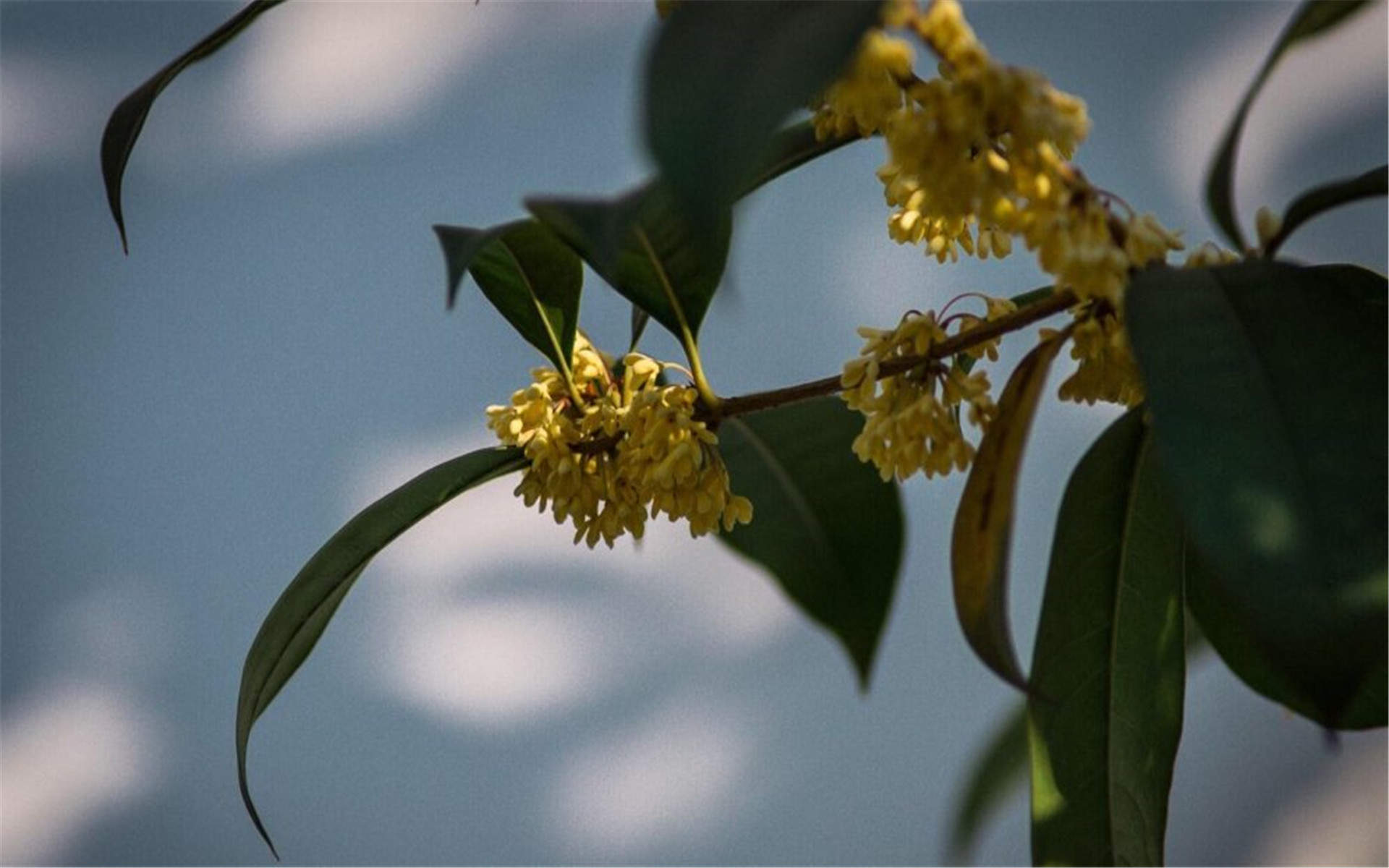 桂花图片