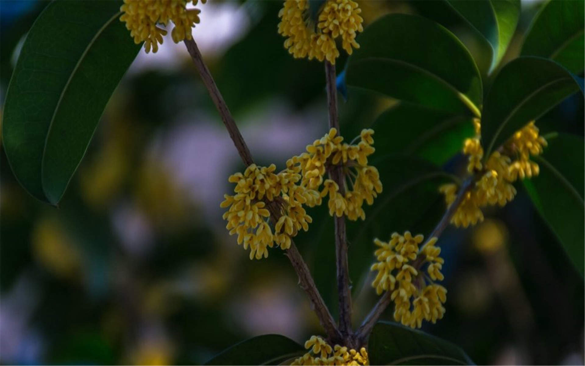 桂花图片