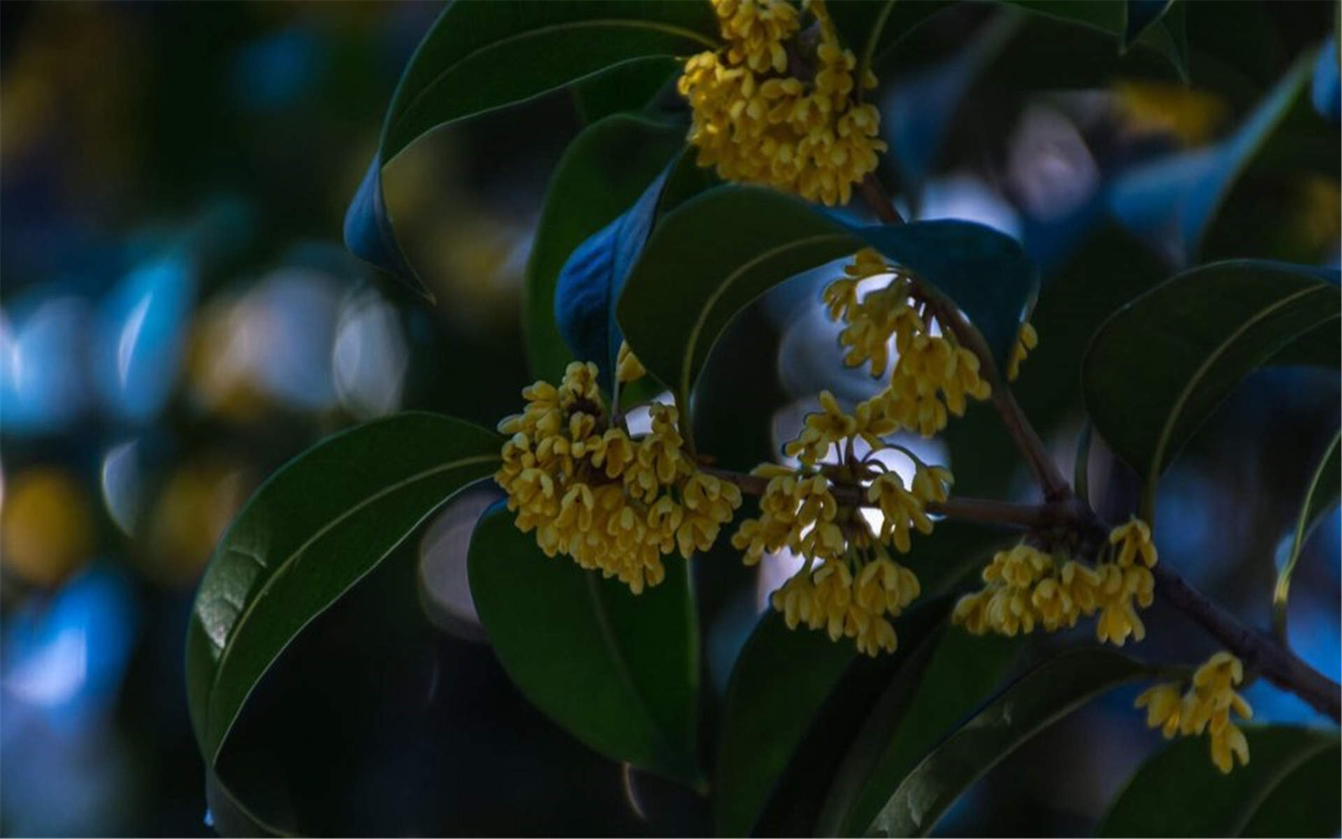 桂花图片