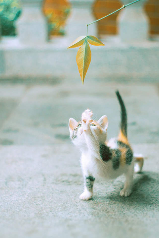 可爱的喵星人灰色苏格兰折耳猫电脑桌面壁纸下载图片