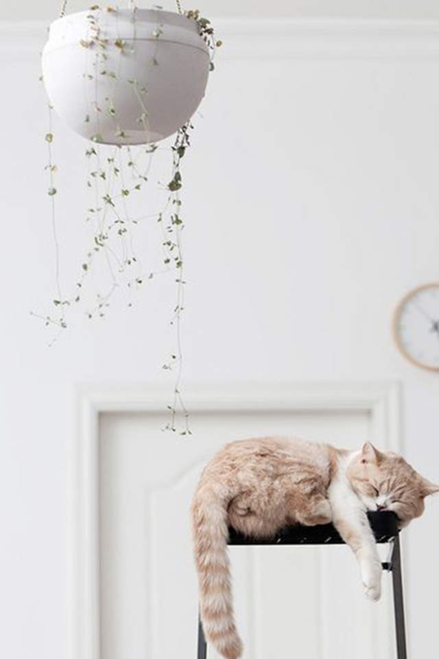 可爱小花猫呆萌高清手机壁纸图片图片