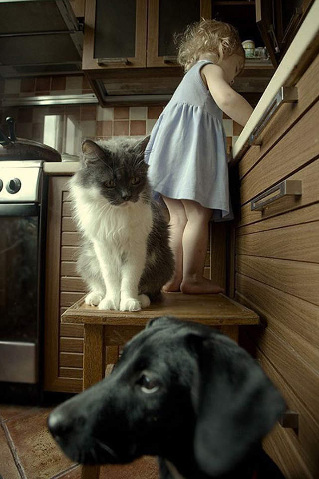 可爱的喵星人灰色苏格兰折耳猫电脑桌面壁纸下载图片