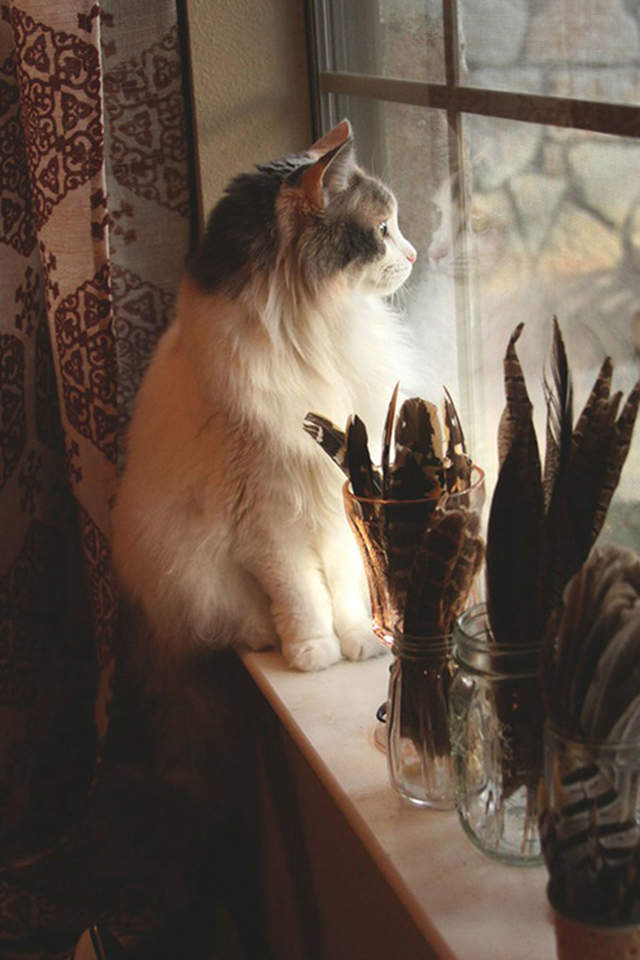 可爱的喵星人灰色苏格兰折耳猫电脑桌面壁纸下载图片