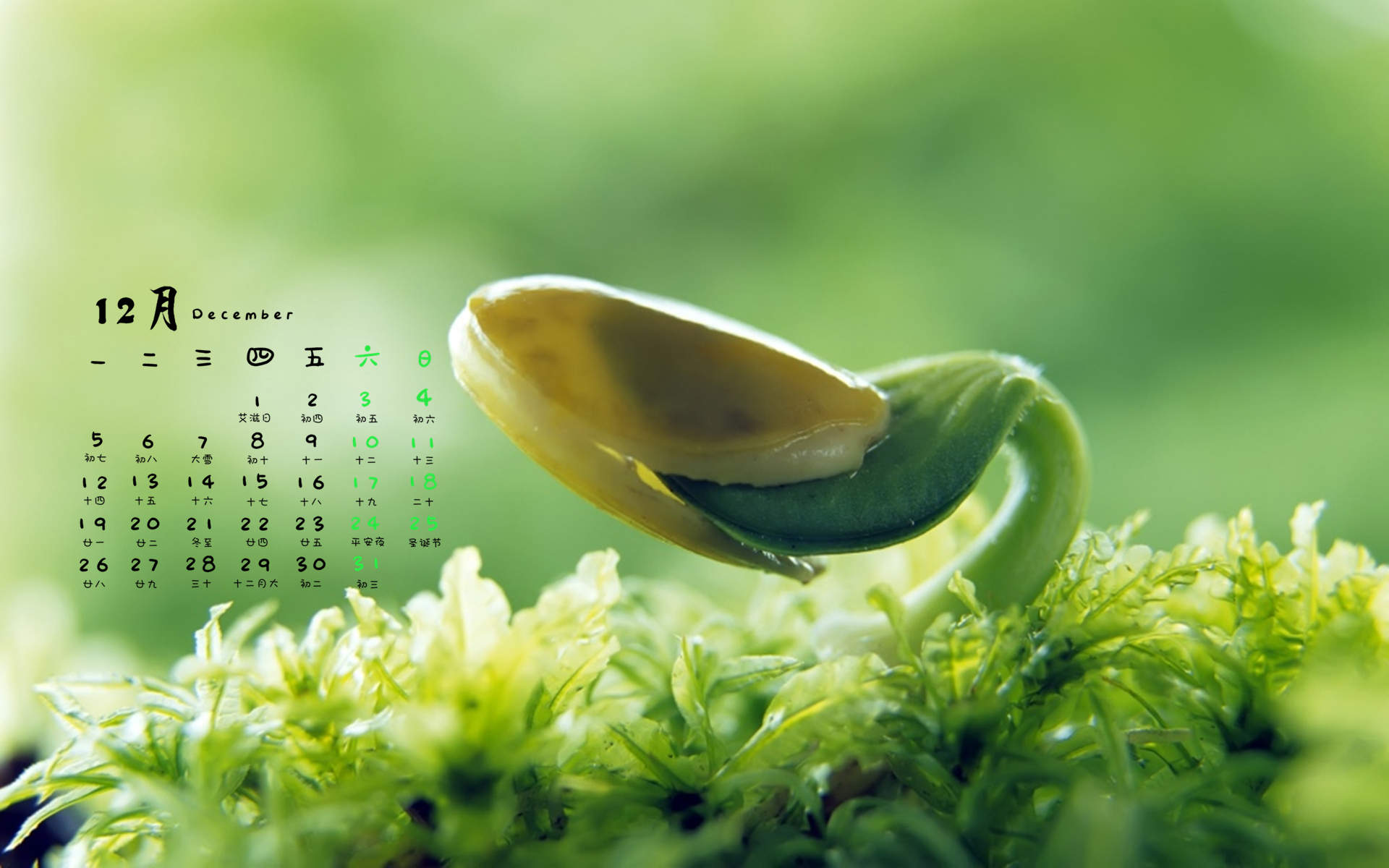 绿色养眼植物嫩芽高清桌面壁纸图片