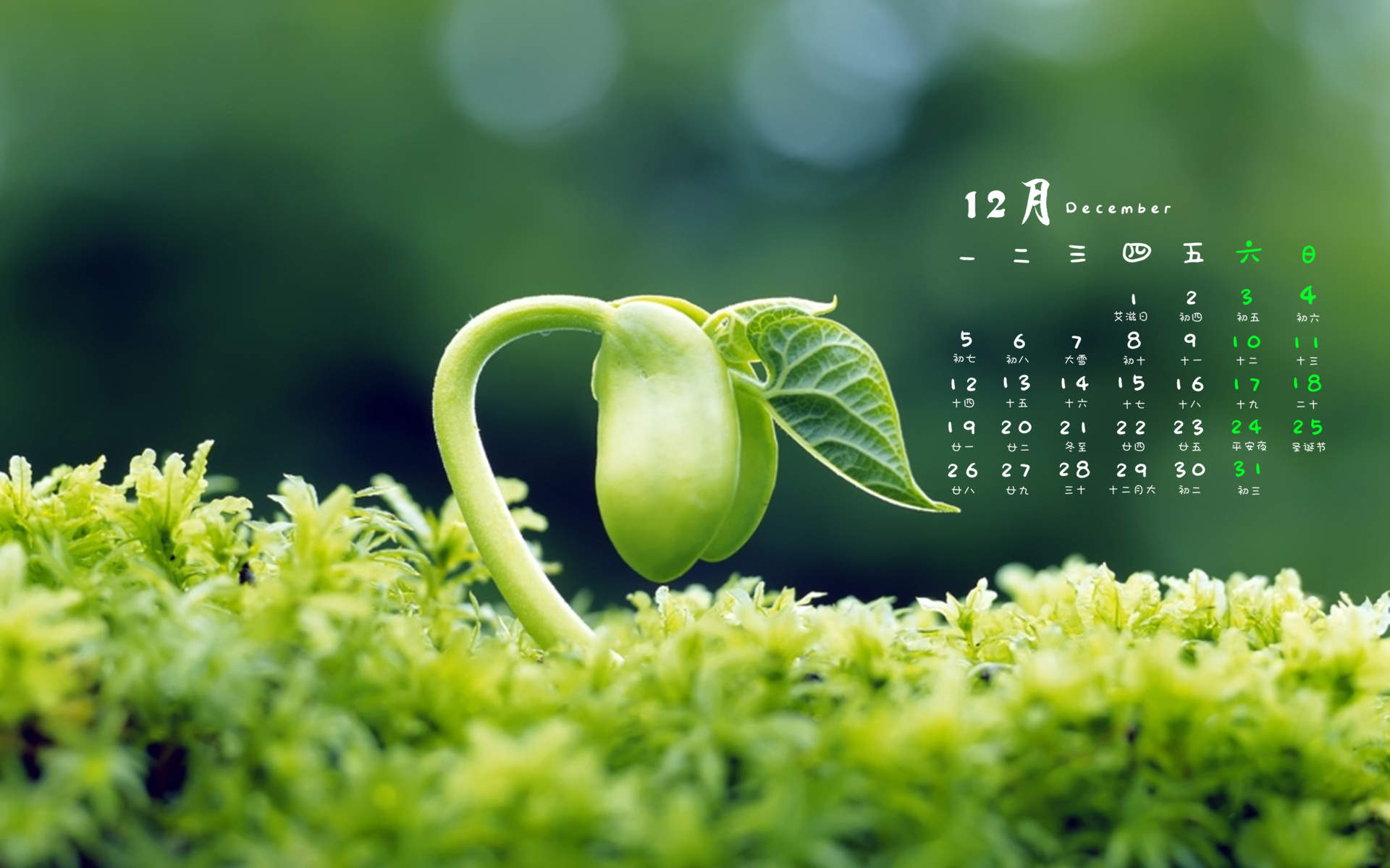 绿色养眼植物嫩芽高清桌面壁纸图片