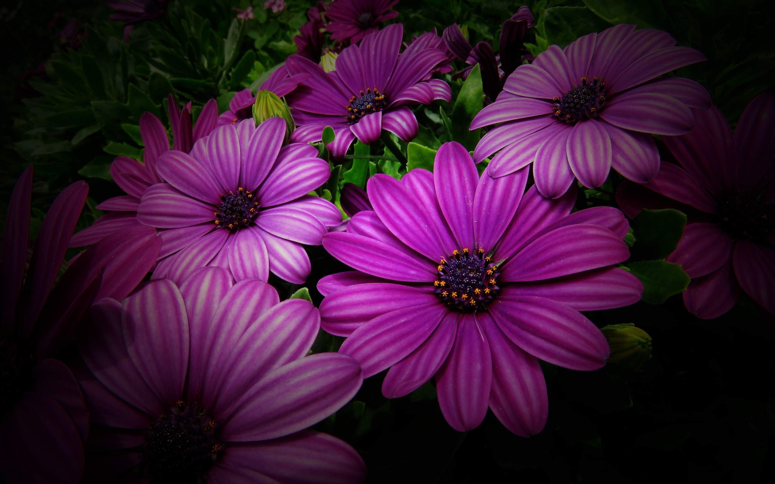 菊花图片