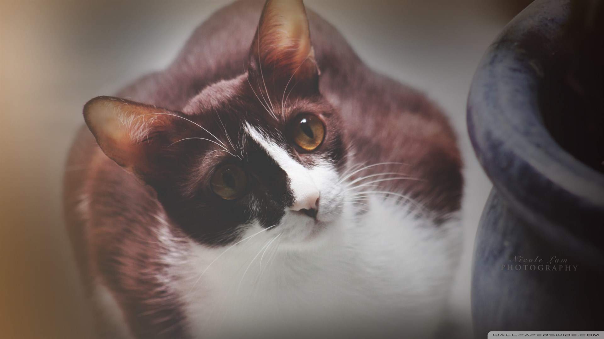 可爱卡通小猫咪高清图片手机壁纸图片