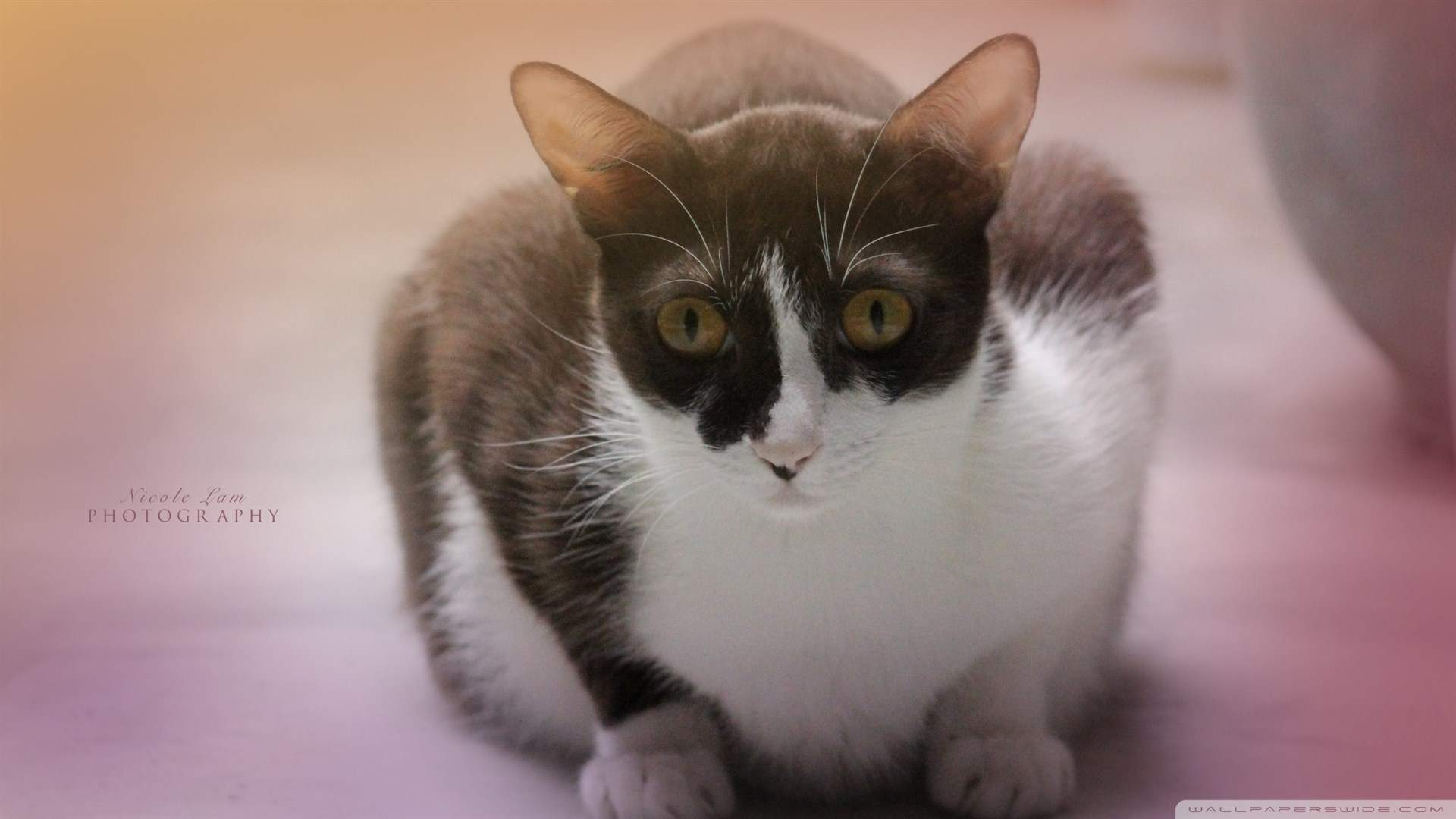 可爱小猫高清唯美桌面壁纸图片