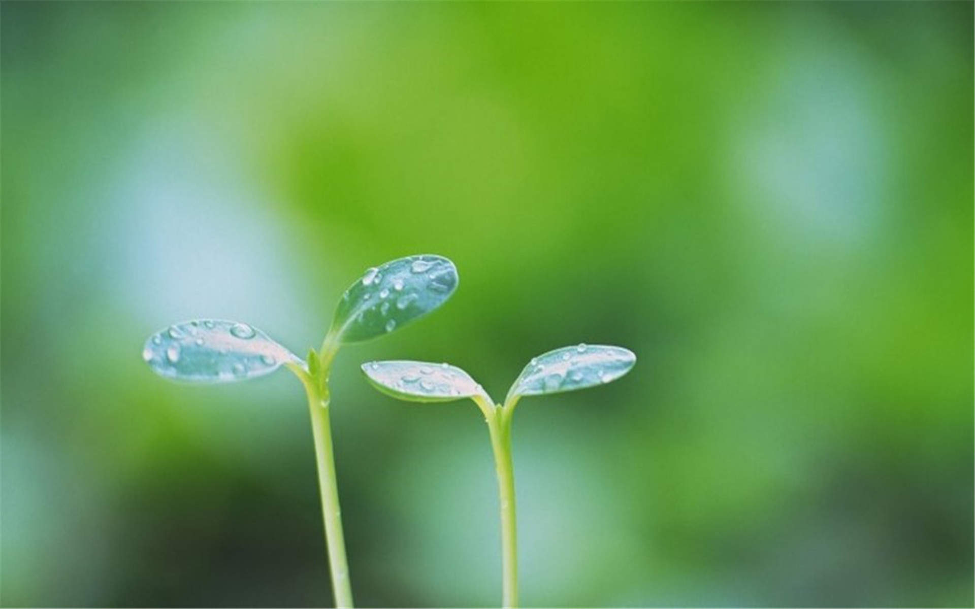 高清雨水清新护眼绿色水滴露珠高清桌面壁纸图片