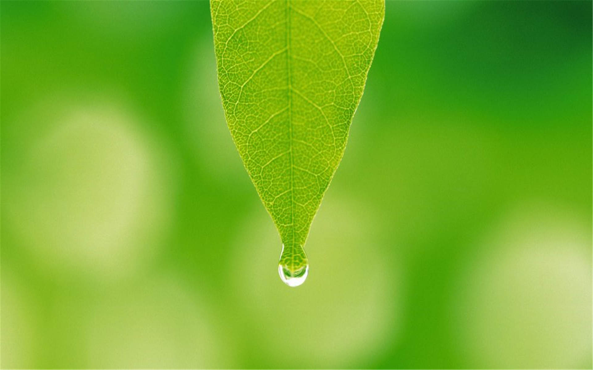 清新素雅的桂花图片桌面壁纸图片