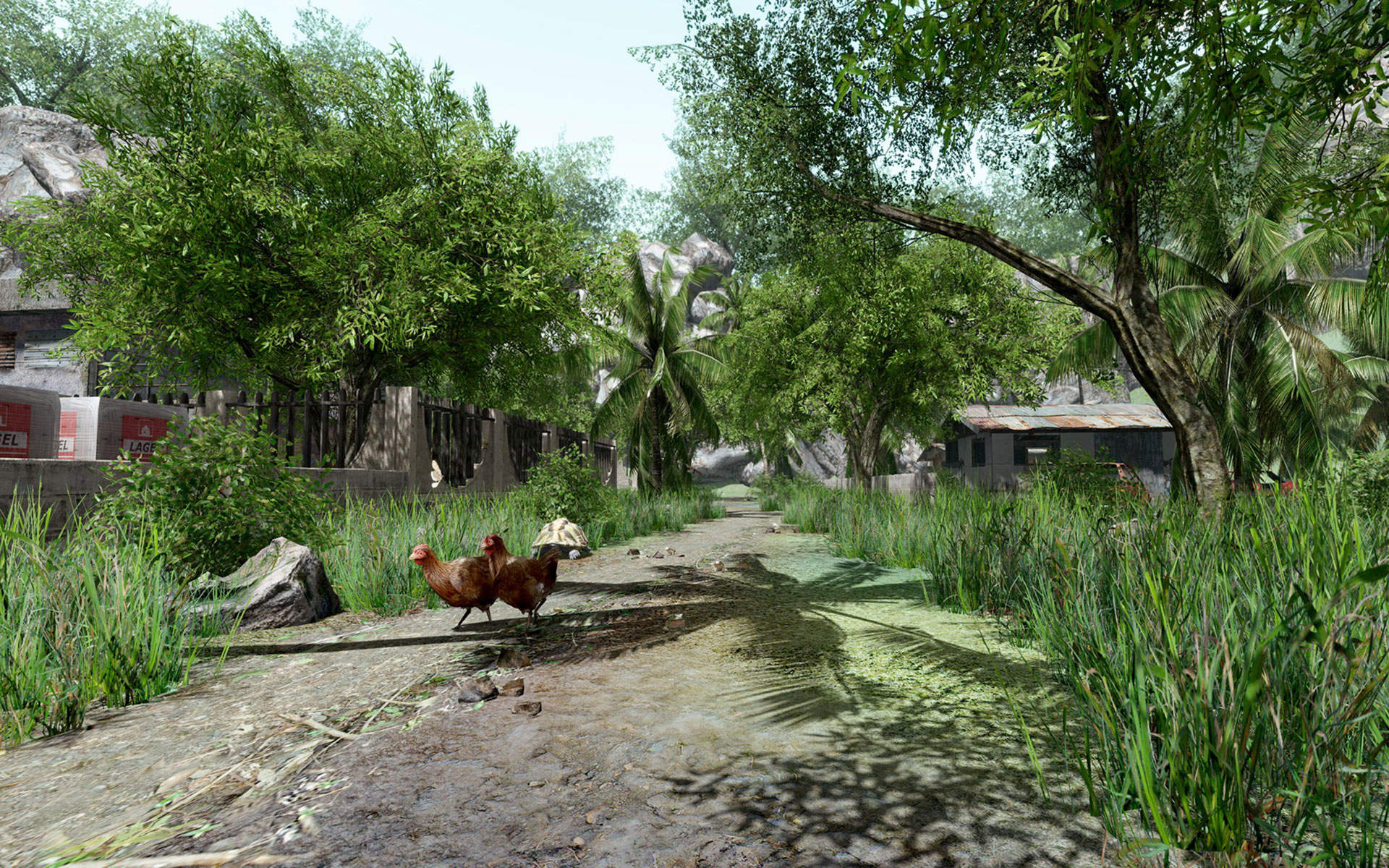 家禽家畜图片