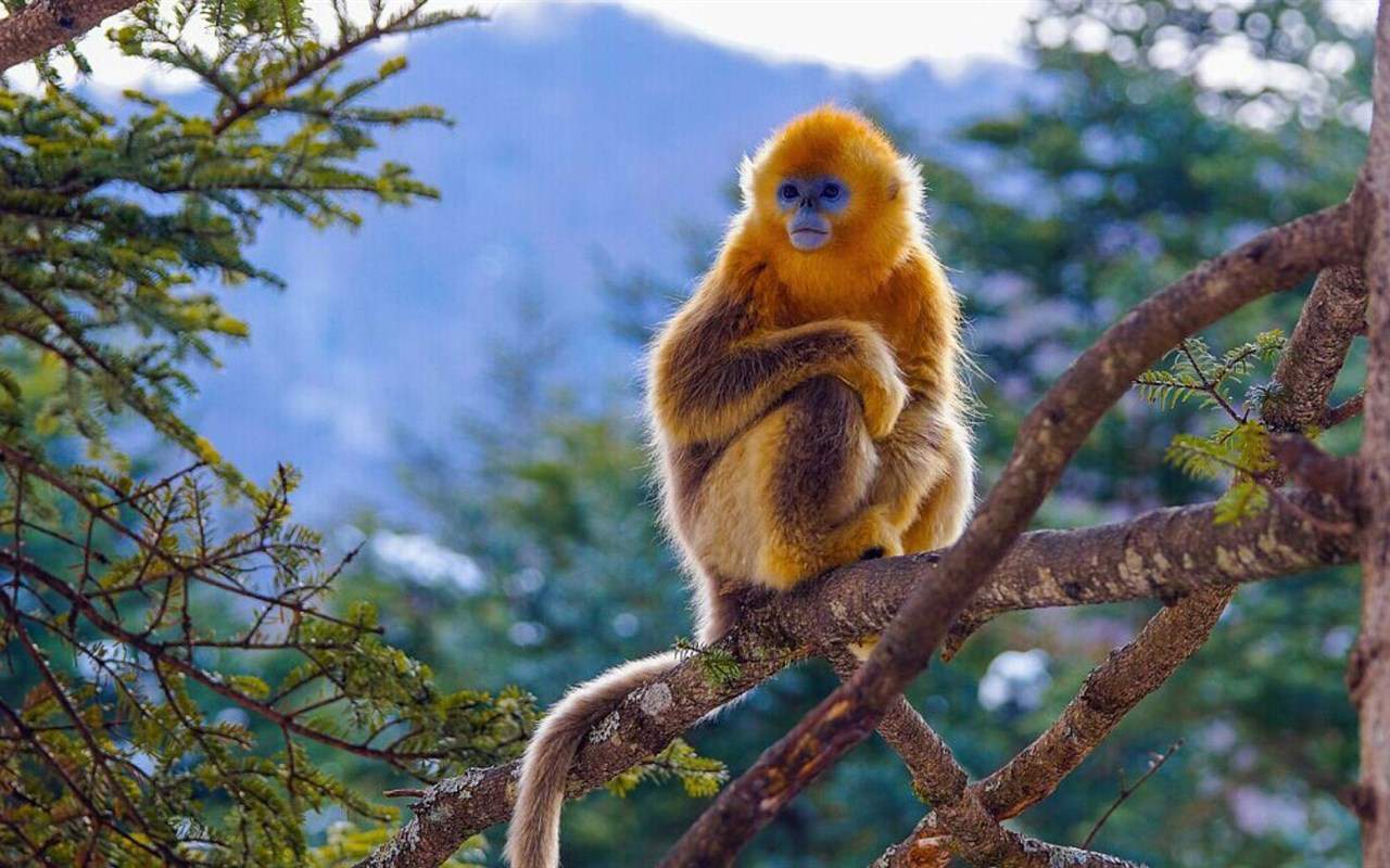 十二生肖猴子高清图片第八辑：狨图片图片