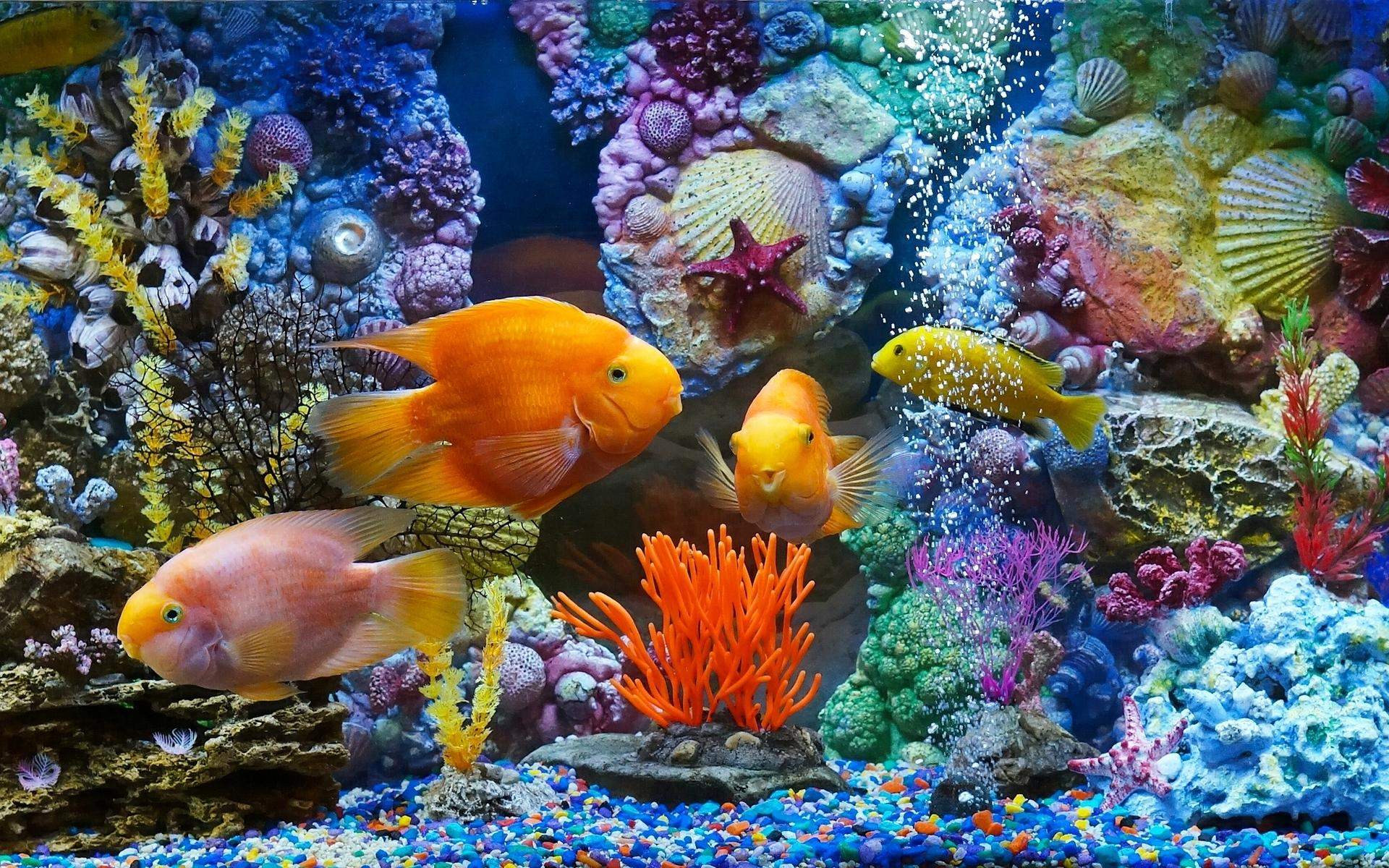 高清热带海底世界高清壁纸第二辑图片