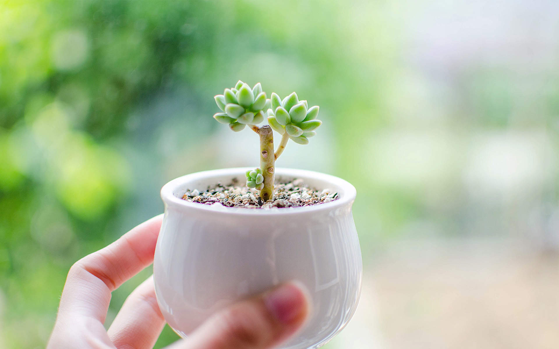笨笨鼠2020春天多肉植物唯美鼠年手机壁纸图片