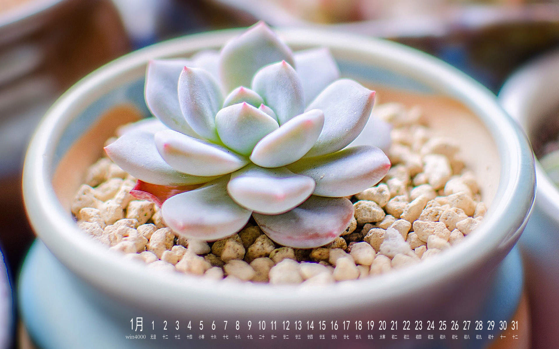 多肉植物创意多边形插画图片图片